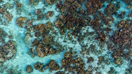 A vibrant and healthy ecosystem visible in clear blue azure ocean water over an abundant coral reef near the island of Taha'a in French Polynesia. Amazing snorkeling in the sea. 