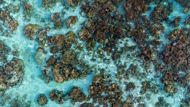 A vibrant and healthy ecosystem visible in clear blue azure ocean water over an abundant coral reef near the island of Taha'a in French Polynesia. Amazing snorkeling in the sea.  - Powered by Adobe
