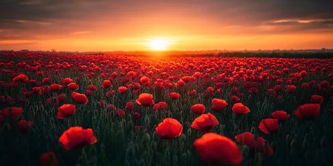 Fotobehang Breathtaking landscape of a poppy field at sunset with the sun dipping low on the horizon, casting a warm glow over the vibrant red flowers © Thanthara