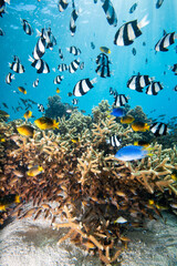Scuba diving with coral reef fish schooling above healthy coral reef in the south Pacific