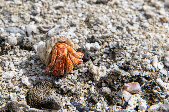 Wild orange hermit crab in a shell on a rocky beach on the island of Taha'a in French Polynesia.