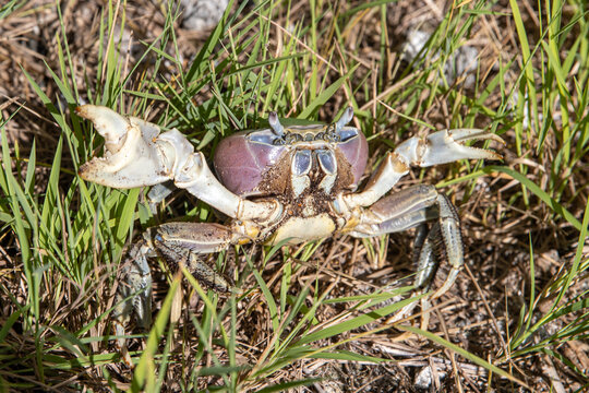 An aggressive crab in a stance ready to fight with his claws out. 