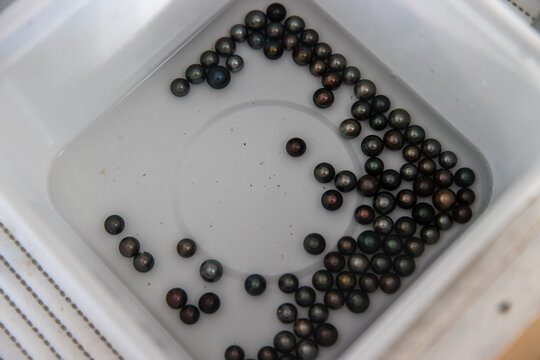 A tray of black pearls polished and ready for jewelry. Special pearl from Bora Bora near Tahiti in French Polynesia. 