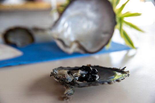A black pearl forming inside an oyster with a pearlescent shell in French Polynesia. 