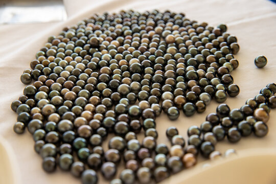 Hundreds of Tahitian black pearls at a pearl farm ready to be made into exotic jewelry. 