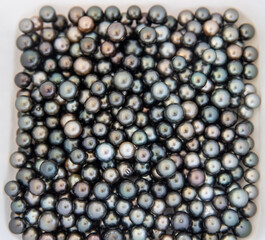 Hundreds of Tahitian black pearls at a pearl farm ready to be made into exotic jewelry. 