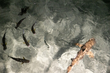 A hungry shark swims under a light at night near a school of fish silently stalking and hunting for a meal. 