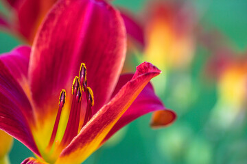 red and yellow daylily