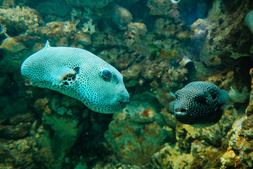 Underwater Cute Porcupine Balloonfish Fish (Diodon hystox) , Puffer fish in an aquarium, exotic fish