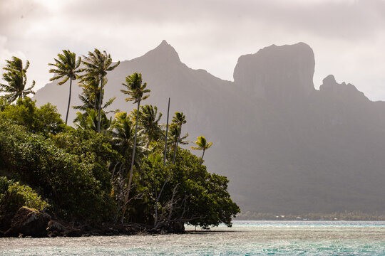 Tropical palm trees on the island of Bora Bora. Popular tourist attraction Mount Otemanu can be seen in the background. 