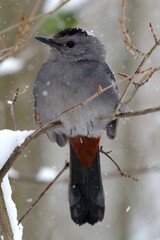 Cat Bird in the Snow