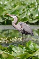Great Blue Heron