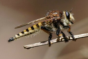 Robber fly