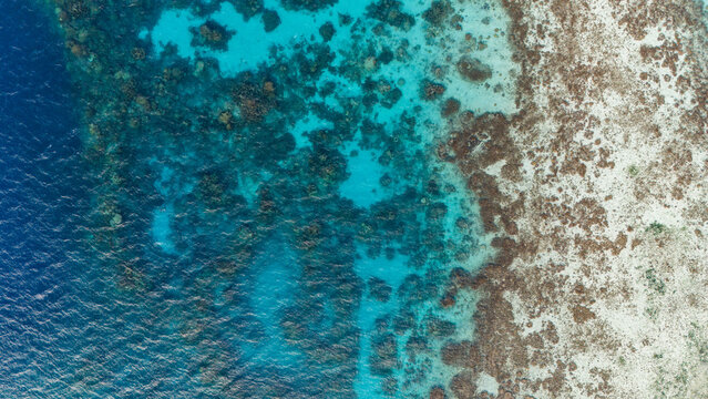 Aerial view of vibrant and healthy coral reef surrounding the tropical French Polynesian island Bora Bora. The reef is filled with colorful fish including sharks, sting rays, and manta rays.