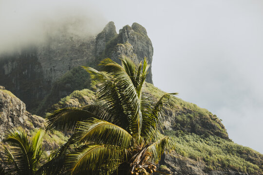 Palm tree fronds blow in the wind at the base of Mount Otemanu on tropical island Bora Bora in French Polynesia. 