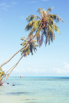A palm tree leans over the South Pacific ocean in French Polynesia. Sunshine over the sea with a feeling of paradise and luxury on a tropical island. 