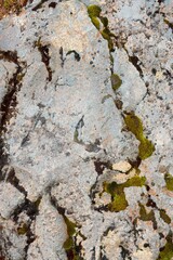 mossy rock texture