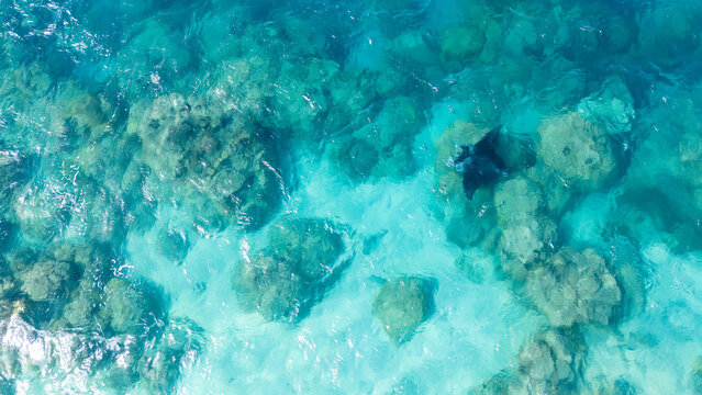 Aerial view by drone of endangered species manta ray swims in clear blue ocean water off the coast of Bora Bora in French Polynesia. 