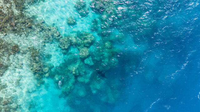 Aerial view by drone of endangered species manta ray swims in clear blue ocean water off the coast of Bora Bora in French Polynesia. 