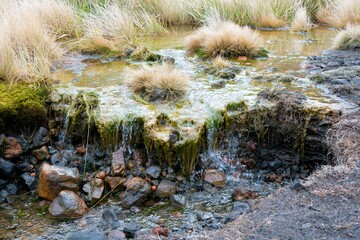 moss covered rocks