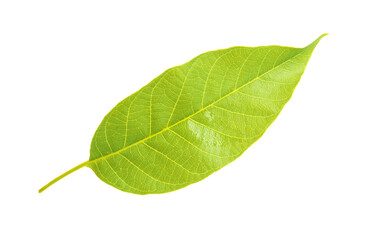 Green leaf of walnut tree isolated on white