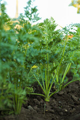 Carrot plants with green leaves growing in garden, closeup