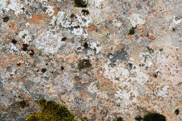 overgrown rock texture