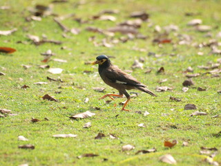  Common Myna (Acridotheres tristis). This species is a common sight in urban areas of Malaysia and is known for its adaptability and its ability to thrive in human environments.