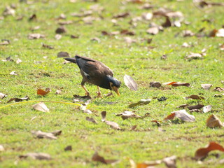  Common Myna (Acridotheres tristis). This species is a common sight in urban areas of Malaysia and is known for its adaptability and its ability to thrive in human environments.