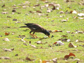  Common Myna (Acridotheres tristis). This species is a common sight in urban areas of Malaysia and is known for its adaptability and its ability to thrive in human environments.