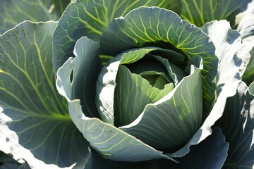 Green cabbage growing in field on sunny day, closeup