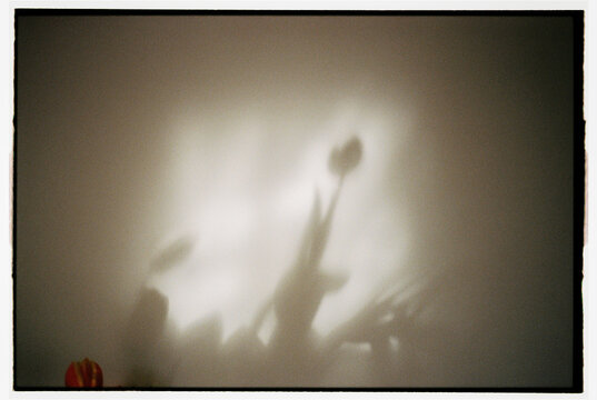 Flower shadow on a wall