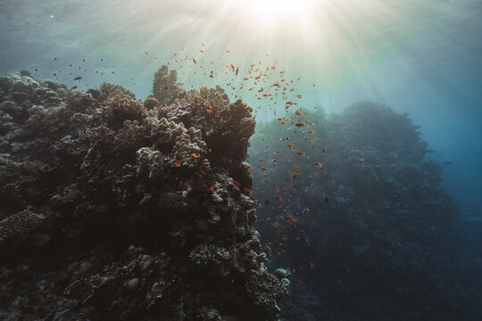 coral reef and colorful fish
