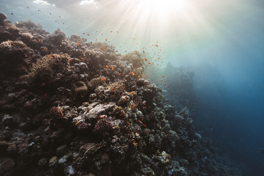 thriving coral reef