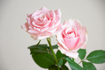 スイートアバランチェ