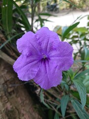 Purple flowers in bloom