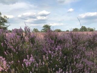 Purple heath flowers