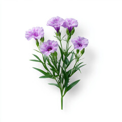 A close-up of a delicate cluster of purple flowers with green stems isolated against a clean white background.