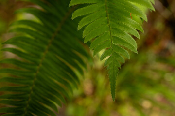 Tip Of Peaceful Fern In Quiet Forest