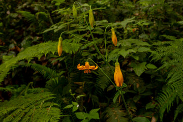 Various Stages of Tiger Lily Development