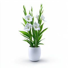 White gladiolus flower in a white pot, isolated on a white background, highlighting its fresh, elegant, and minimalist appeal.