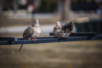 doves perched on arch