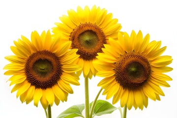 Fototapeta premium Watercolor sunflowers. Sun flowers Hand drawn illustration for wrapping paper, textile printing.