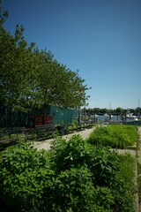 bushes at park