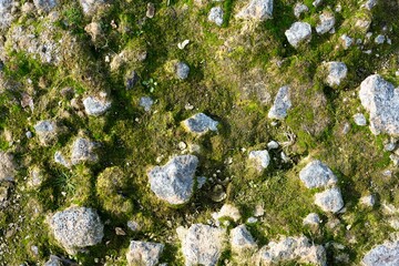overgrown rock texture