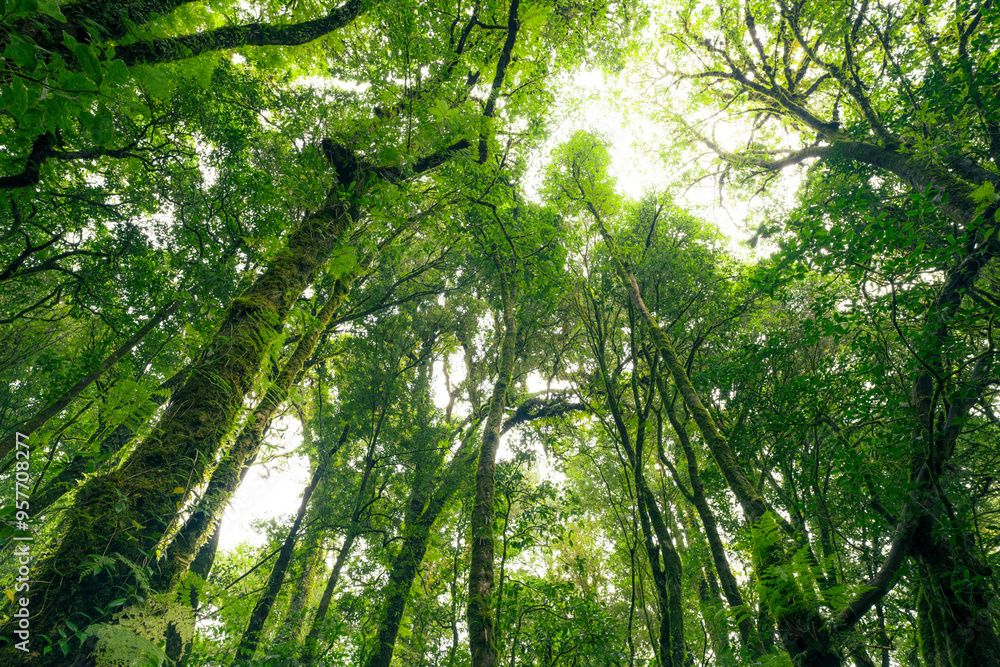 Wall mural looking up view of tree trunk to green leaves of tree in forest with sun light. fresh environment in