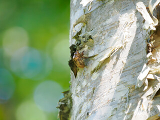 セミの抜け殻