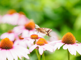 花の蜜を吸う蝶