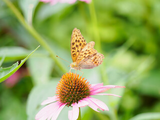 花の蜜を吸う蝶