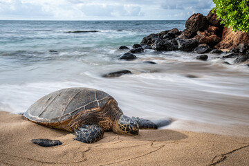 A sea turtle rests on Kaulahao Beach in Maui 